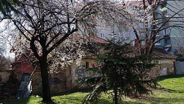 ПРОЦВЕТАЛЕ КРОШЊЕ: У Пожаревцу најављују долазак пролећа