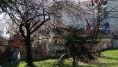 PROCVETALE KROŠNJE: U Požarevcu najavljuju dolazak proleća