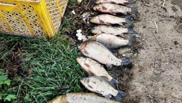 ХАПШЕЊЕ У КРУШЕВЦУ ЗБОГ НЕЗАКОНИТОГ РИБОЛОВА: Крушевљанин ухваћен са 40 мрежа и 20 килограма рибе (ФОТО)