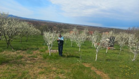 LEPOTA ŠLJIVIKA U RUNJANIMA: Rasvetale voćke u selu kod Loznice obećavaju dobru berbu
