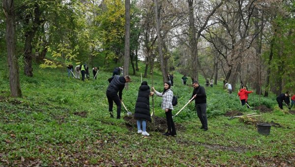 ПОДИЖУ ВЕТРОЗАШТИТНЕ ПОЈАСЕВЕ УЗ ПУТ: Општина Рума наставља са пројектима о заштити животне средине