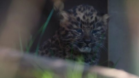 PRONAĐITE RAZLIKE: U zoološkom vrtu u San Dijegu na svet došla dva mladunčeta sibirskog leoparda (VIDEO)