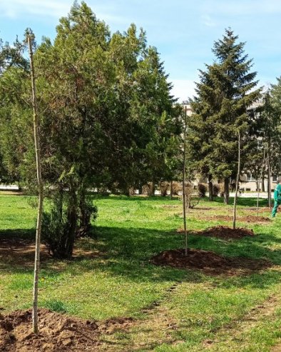 MLADENOVAC DOBIO 45 NOVIH STABALA: U okviru projekta Sadimo za budućnost zasađena stabla javora
