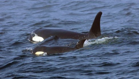 МОЖДА ЈЕ ЖЕЛЕЛА ДА СЕ ИГРА Китови убице почели да нападају бродове и у Северном мору