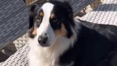 ЖИВИ СВОЈ ЖИВОТ: Пас прошетао до комшија, па постао хит на интернету (ВИДЕО)