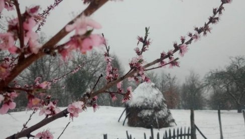 БОРБА ЗИМЕ И ПРОЛЕЋА: Снег у Азбуковици, хоће ли преивети пупољци расцветаног воћа?