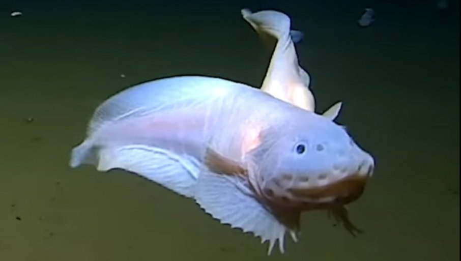 KAKVO JE OVO STVORENJE? Naučnici snimili neobično biće na ogromnoj ...