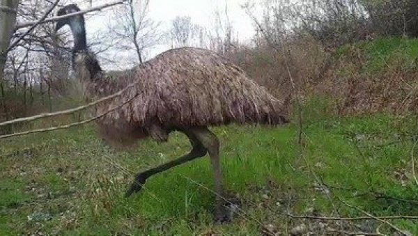 ОТКУД НОЈ У ОБРЕНОВЦУ? Егзотична животиња примећена у Грабовцу, а сада збринута у Зоо врту