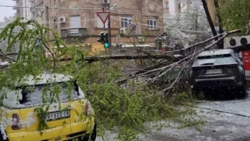 SNEG LOMIO OLISTALO DRVEĆE: JKP Zelenilo Beograd dobilo 393 prijave građana zbog polomljenih stabala