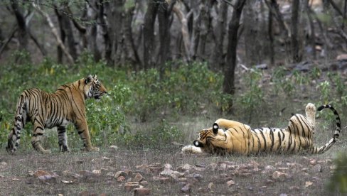 СПАСЕНИ СА ИВИЦЕ ИЗУМИРАЊА: Број тигрова знатно повећан у овом делу Азије
