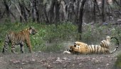 SPASENI SA IVICE IZUMIRANJA: Broj tigrova znatno povećan u ovom delu Azije