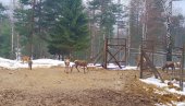 СТИГЛИ ЈЕЛЕНИ И КОШУТЕ: У ловиште у Лозници испоручене нове животиње