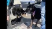 PREŽIVEO EPSKO PUTOVANJE PREKO ZALEĐENOG MORA: Izgubljeni pas se vratio kući (VIDEO)