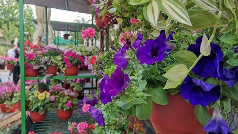 НЕ ДАЈТЕ ДА ВАС ЗАВАРА КИША: Сезона цвећа је почела, а ево где можете купити најбоље саднице(ФОТО)