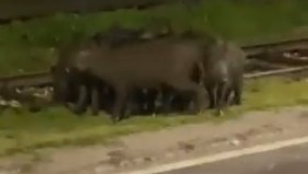 КРДО ДИВЉИХ СВИЊА ПРОШЕТАЛО САРАЈЕВОМ: Невероватан призор на сарајевским улицама (ВИДЕО)