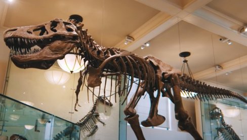 СТАР 67 МИЛИОНА ГОДИНА: Скелет Тираносауруса продан за више од пет и по милиона евра (ВИДЕО)