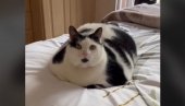 PODSEĆA NA MALU KRAVU: Buckasti mačak na društvenim mrežama ima preko milion obožavalaca (VIDEO)