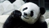 TUŽNE VESTI IZ ZOOLOŠKOG VRTA: Uginula jedina džinovska panda na Tajlandu