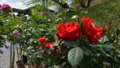 VREME JE PROMENLJIVO, CVEĆARI SAVETUJU NA OPREZ: Kako da zaštitite biljke dok se temperatura ne stabilizuje,na udaru su posebno ruže