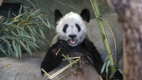 ПРОВЕЛА У АМЕРИЦИ 20 ГОДИНА: Џиновска панда Ја Ја враћена у Кину (ФОТО)