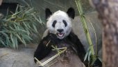 PROVELA U AMERICI 20 GODINA: DŽinovska panda Ja Ja vraćena u Kinu (FOTO)