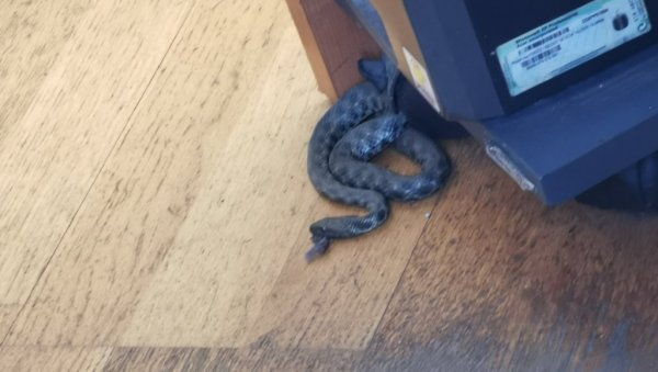 ЗМИЈА У ПРОСТОРИЈАМА УИО У БАЊАЛУЦИ: Настала паника међу запосленима