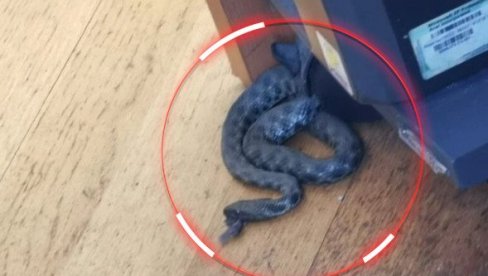 BEŽANIJA: Radnici poreske uprave zmija iskočila ispod stola (FOTO)