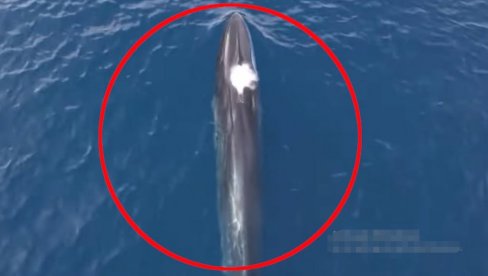 НЕСТВАРАН ВИДЕО СНИМАК СА ЈАДРАНА: Десетине великих северних китова преплавило море (ВИДЕО)