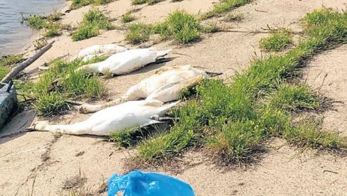 УГИНУЛО 12  ЛАБУДОВА: Птице пронађене на левој обали Дунава, претпоставља се да се ради о птичијем грипу