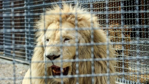TRAGEDIJA U ZOOLOŠKOM VRTU: Lav ubio čuvara koji je pokušavao da ga nahrani