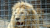 ŽELJA ZA DOBRIM SELFIJEM GA ODVELA U SMRT: Muškarac uskočio u kavez kod lava, nije slušao upozorenja čuvara