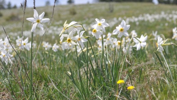 У ПОХОДЕ НАРЦИСУ ДРУГОМ ПРИЛИКОМ: Одложена планинарско-туристичка манифестација на Столовима