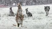 НЕ ЗНАЈУ ШТА ИХ ЈЕ СНАШЛО: Кенгури први пут на снегу (ВИДЕО)