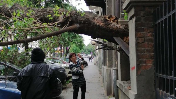 ВЕТАР ОБОРИО ОГРОМНО СТАБЛО НА ДОРЋОЛУ: Срећом, задржало се на огради дворишта
