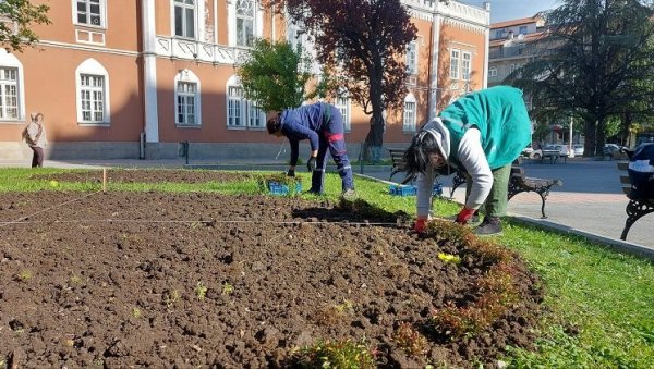 ВРШАЦ ЋЕ КРАСИТИ 30.000 НОВИХ САДНИЦА ЦВЕЋА: Почело пролећно уређење градских тргова и улица