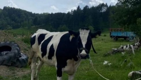 DRI UTVRDILA NEPRAVILNOSTI UPRAVE ZA VETERINU: Veterinarima 1, 55 milijardi dinara bez papira