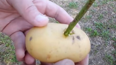 Zabodite ružu u krompir i posmatrajte šta se dešava - rezultati će vas ODUŠEVITI (VIDEO)