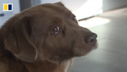TUŽNE VESTI: Preminuo najstariji pas na svetu (VIDEO)
