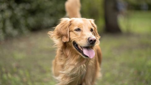 USLUGA KOŠTA 70 DOLARA: Kineski hotel nudi gostima pse pratioce