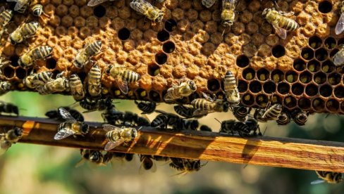 BEOGRAD DOMAĆIN OSNIVAČKE SKUPŠTINE EVROPSKOG PČELARSKOG SAVEZA: Falsifikovanom medu staju na put
