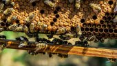 PČELE UMIRU PO CELOM SVETU: Truju ih herbicidima, pesticidima i zbog ekoloških problema