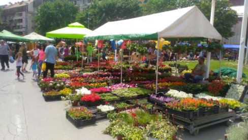 PETNAESTI PO REDU: U Požarevcu se sutra otvara dvodnevni Festival cveća