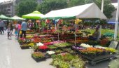 PETNAESTI PO REDU: U Požarevcu se sutra otvara dvodnevni Festival cveća