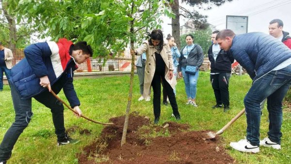 У ПАРАЋИНУ ЗАСНОВАН ГЕНЕРАЦИЈСКИ ПАРК: Матуранти Технолошке школе засадили дрвеће (ФОТО)
