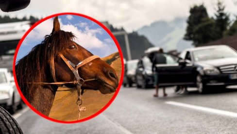 BIZARNA NESREĆA NA AUTO-PUTU: Nišlija audijem udario konja, vozač teško povređen
