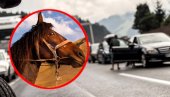 БИЗАРНА НЕСРЕЋА НА АУТО-ПУТУ: Нишлија аудијем ударио коња, возач тешко повређен