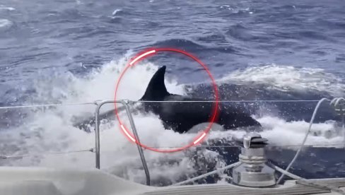ЈЕЗИВ СНИМАК: Китови убице су сат времена покушавали да нам преврну јахту - били смо немоћни (ВИДЕО)