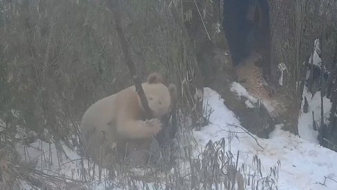 ЈЕДИНА НА СВЕТУ ОВЕ ВРСТЕ: Камере у националном парку снимиле албино панду (ВИДЕО)