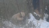 ЈЕДИНА НА СВЕТУ ОВЕ ВРСТЕ: Камере у националном парку снимиле албино панду (ВИДЕО)