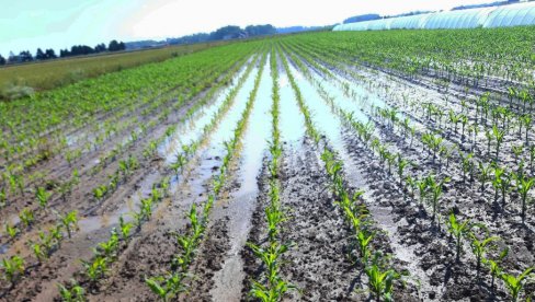 KAD PROLEĆE IZDA: Semberski poljoprivrednici muku muče sa kišom, bolestima žita, korovom